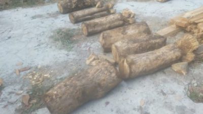 Polres Situbondo dan Perhutani Berhasil Mengungkap Kasus Illegal Logging