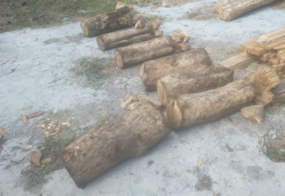 Polres Situbondo dan Perhutani Berhasil Mengungkap Kasus Illegal Logging